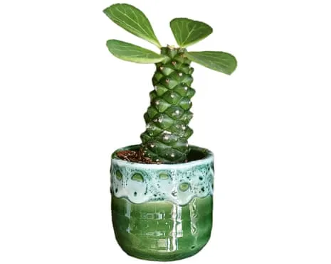 Will This Euphorbia Ritchiei Once Again Sprout Back?